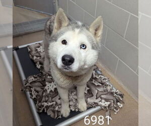 - Mix Dogs for adoption in Minneapolis, MN, USA