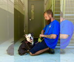 Small #1 Bulldog Mix
