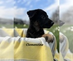 Small Photo #13 German Shepherd Dog-Siberian Husky Mix Puppy For Sale in COLUMBUS, OH, USA