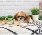 Small #8 Shih Tzu