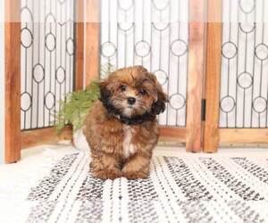 Mal-Shi Puppy for sale in NAPLES, FL, USA