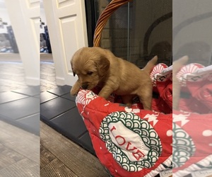 Medium Golden Retriever