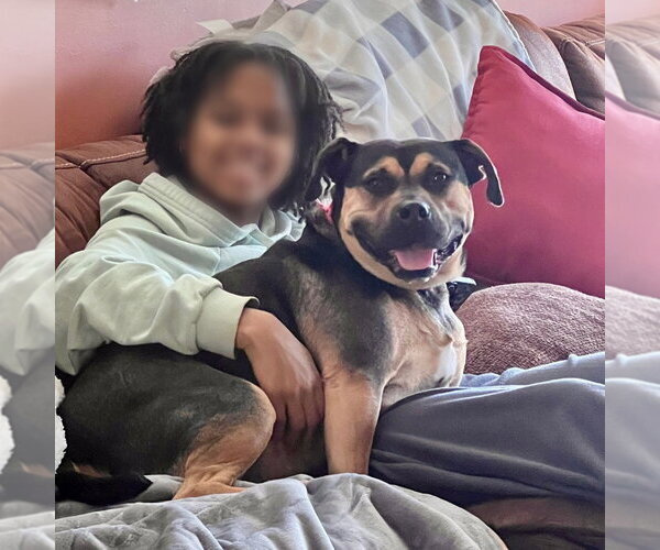 Medium Photo #19 Mutt Puppy For Sale in Canton, CT, USA