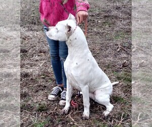 Mother of the Dogo Argentino puppies born on 06/28/2023