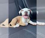 Small Labrador Retriever Mix