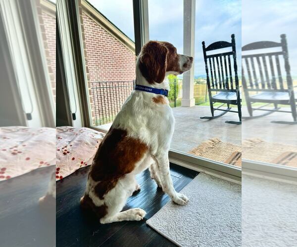 Medium Photo #4 Brittany Puppy For Sale in Curwensville, PA, USA