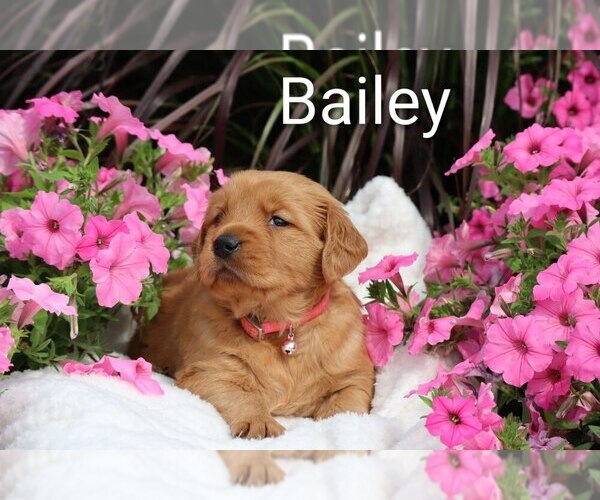 Medium Photo #13 Golden Retriever Puppy For Sale in LOYAL, WI, USA