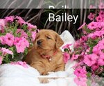 Small #2 Golden Retriever