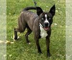 Small #1 Siberian Husky Mix