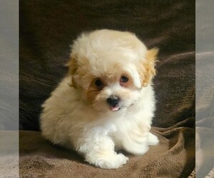 Maltipoo-Poodle (Miniature) Mix Puppy for sale in PALM COAST, FL, USA