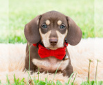 Small #4 Dachshund