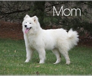 Mother of the Samoyed puppies born on 12/04/2023
