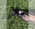 Small #1 Labrador Retriever Mix