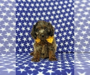 Cock-A-Poo Puppy for sale in KIRKWOOD, PA, USA