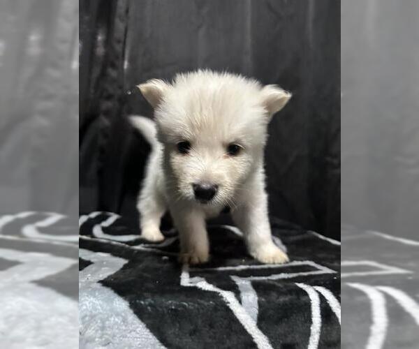 Medium Photo #1 German Shepherd Dog-Unknown Mix Puppy For Sale in San Antonio, TX, USA