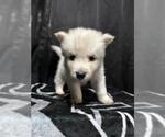 Small German Shepherd Dog Mix