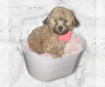 Puppy Puppy 5 Zuchon