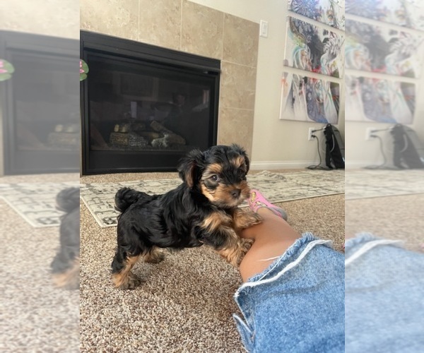 Medium Photo #4 Yorkshire Terrier Puppy For Sale in SPARKS, NV, USA