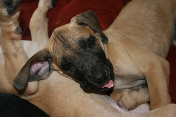 Medium Photo #1 Great Dane Puppy For Sale in LEHI, UT, USA