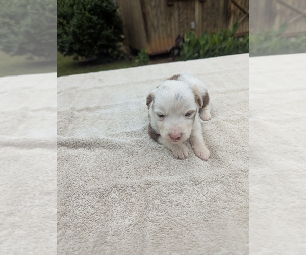 Medium Photo #8 Miniature Australian Shepherd Puppy For Sale in ADAIRSVILLE, GA, USA