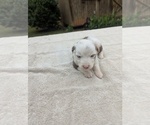 Small #7 Miniature Australian Shepherd