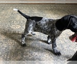 Small Photo #25 German Shorthaired Pointer Puppy For Sale in STATE COLLEGE, PA, USA