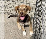 Small #2 Catahoula Leopard Dog