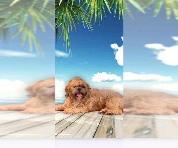 Medium Photo #12 Shih Tzu Puppy For Sale in Weston, FL, USA