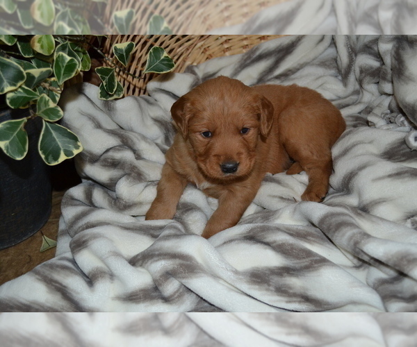 Medium Photo #8 Golden Retriever Puppy For Sale in GREENWOOD, WI, USA