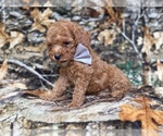 Landon - Male Cavapoo (Miniature) Puppy for Sale - Photo #5