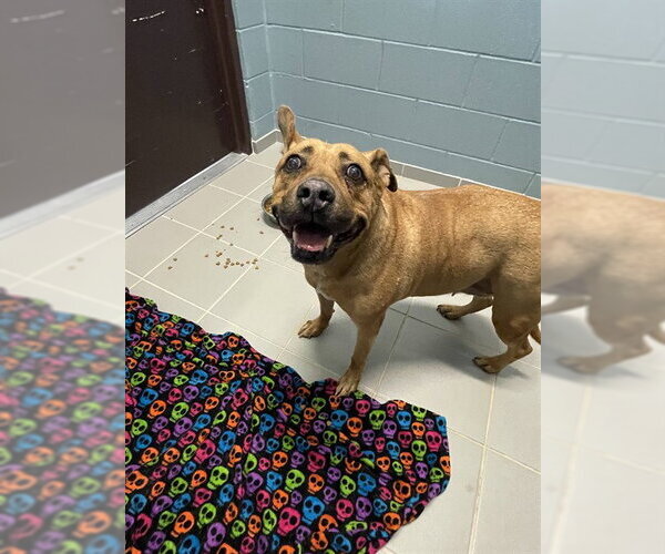 Medium Photo #1 Carolina Dog-Unknown Mix Puppy For Sale in Corpus Christi, TX, USA