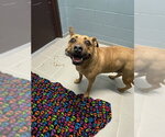KIKI - Female Carolina Dog-Unknown Mix Dog for Adoption - Small photo