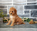 Small #2 Cockapoo (Toy)