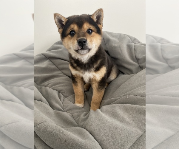 Medium Photo #1 Shiba Inu Puppy For Sale in MONETT, MO, USA