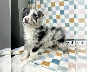 Miniature Australian Shepherd Puppy for sale in FRANKLIN, IN, USA