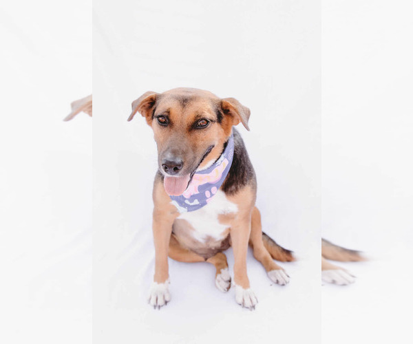 Medium Photo #5 Beagle-Collie Mix Puppy For Sale in Princeton, MN, USA