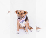 Small #4 Beagle-Collie Mix