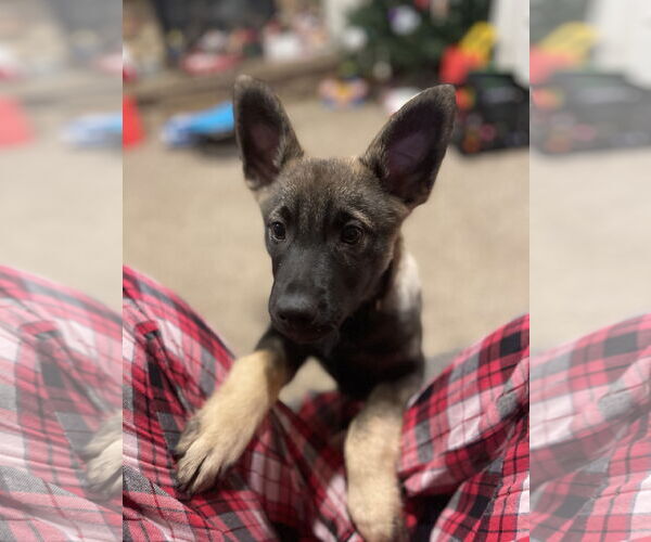 Medium Photo #1 German Shepherd Dog-pomeranian spitz Mix Puppy For Sale in Princeton, MN, USA