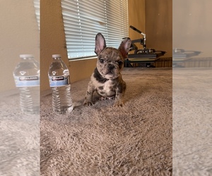 French Bulldog Puppy for sale in MODESTO, CA, USA