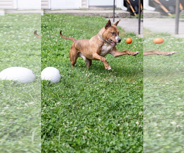 Medium Photo #10 American Pit Bull Terrier-Unknown Mix Puppy For Sale in Crete, IL, USA