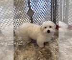 Small #6 Coton de Tulear