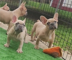 French Bulldog Puppy for sale in HOUSTON, TX, USA
