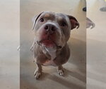 Huey - Male American Pit Bull Terrier-Unknown Mix Dog for Adoption - Small photo