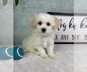 Maltipoo (Toy) Puppy for sale in FRANKLIN, IN, USA