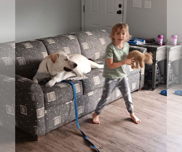 Medium Photo #9 Great Pyrenees-Unknown Mix Puppy For Sale in Houston, TX, USA