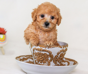 Poodle (Toy) Puppy for sale in DENVER, CO, USA