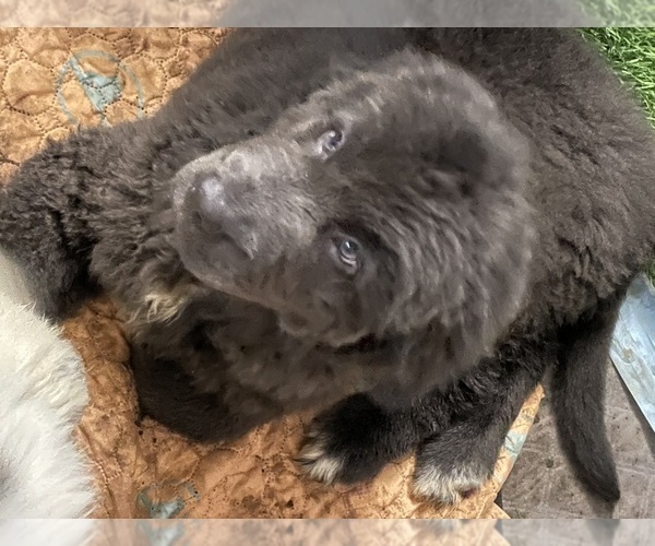 Medium Photo #3 Newfoundland Puppy For Sale in AURORA, IN, USA