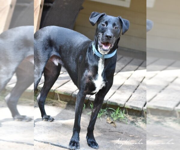Medium Photo #2 Mutt Puppy For Sale in The Woodlands, TX, USA