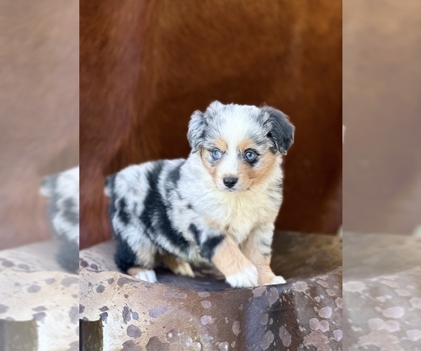 Medium Photo #2 Miniature Australian Shepherd Puppy For Sale in WESLEY CHAPEL, FL, USA