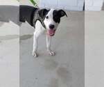 Small #1 Staffordshire Bull Terrier Mix